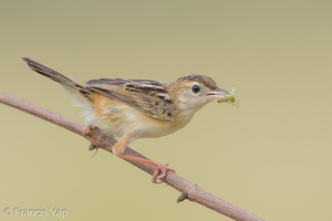 Zitting Cisticola-190819-119EOS1D-F1X21557-W.jpg