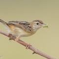 Zitting Cisticola-190819-119EOS1D-F1X21557-W.jpg